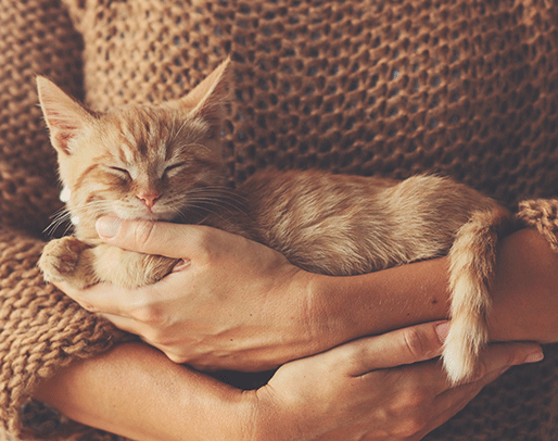 a warm cat sitting being held by a furnace heater